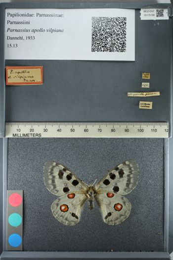 Media type: image;   Entomology 175199